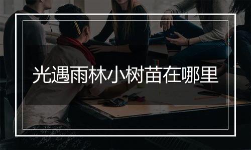 光遇雨林小树苗在哪里