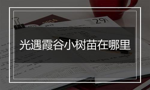 光遇霞谷小树苗在哪里