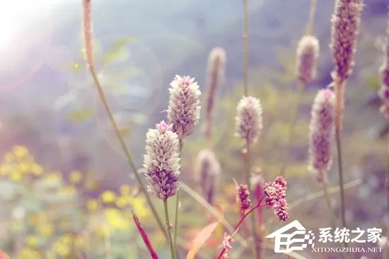 PS调色教程:调出小清新植物图片