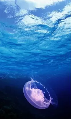 PS蒙版的作用有哪些?PS蒙版的用途分享
